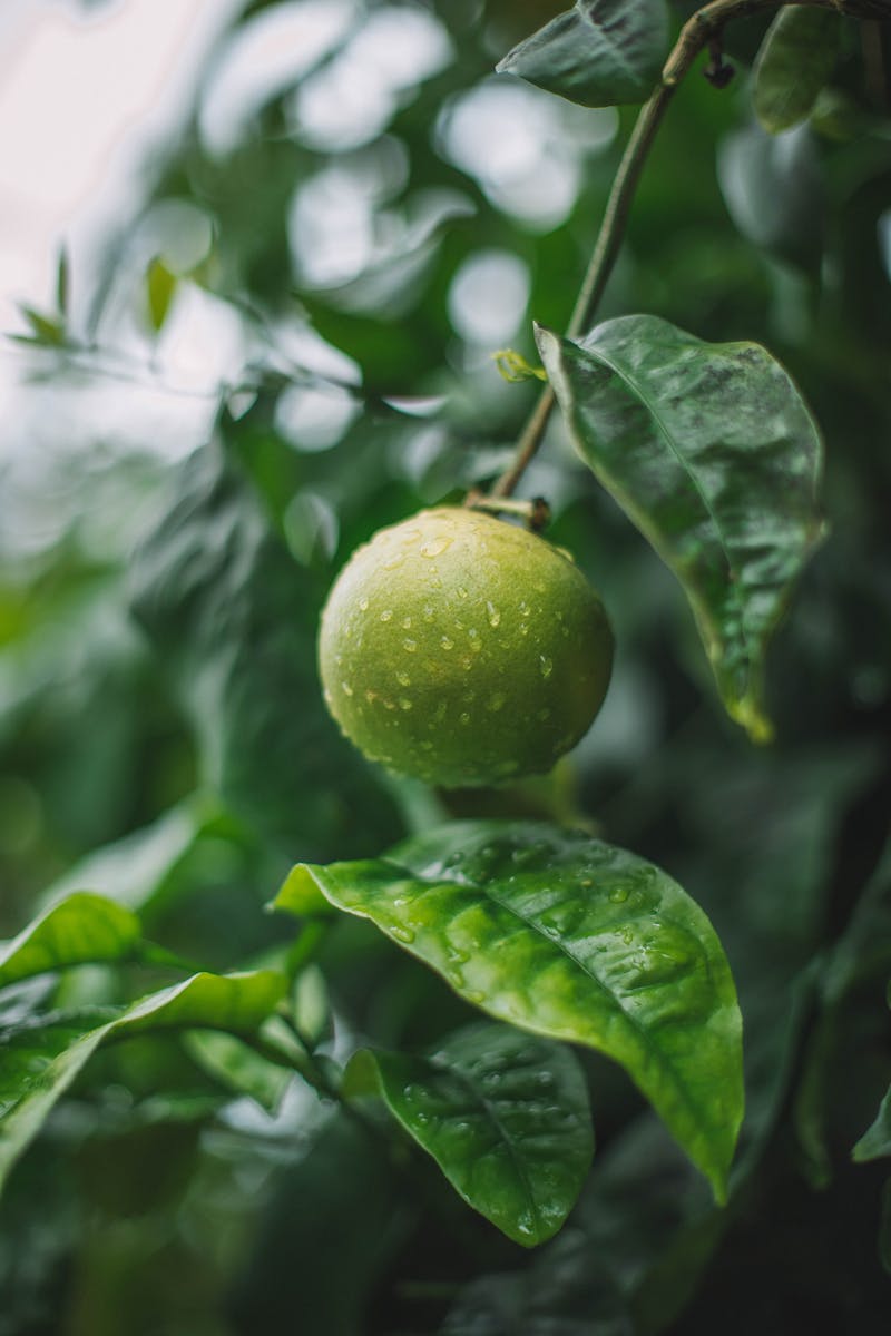 Soft focus of round green key lime with waterdrops hanging on tree branch with green leaves in garden on summer day in rainy day